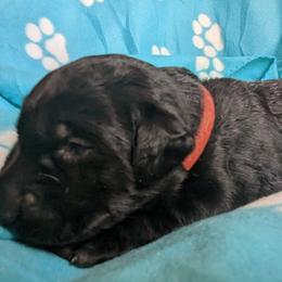 Boy 1 - Black Labrador Retriever puppy in Omaha, Nebraska from DeBruin Labrador Retrievers
