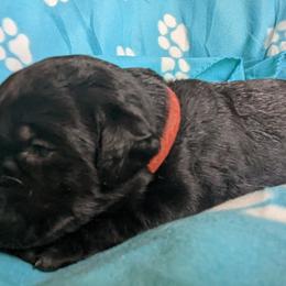 Boy 1 - Black Labrador Retriever puppy in Omaha, Nebraska from DeBruin Labrador Retrievers