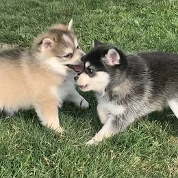 Pomsky Puppies from My Half Pint Pups
