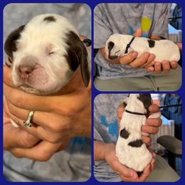 Ash - Liver white and roan male English Springer Spaniel puppy in Billings, Montana from M&M Fuzzy Bottom Friends
