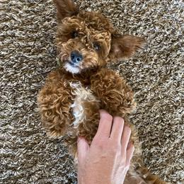 Rusty - Poodle