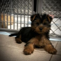 Louie - Black and tan male Yorkshire Terrier puppy in Ocala, Florida from Top Notch Pupz