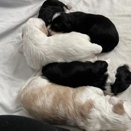 Bernedoodle Puppies from Eastside Paws