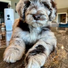 Newfypoo Puppies from Two Sisters Ranch, LLC
