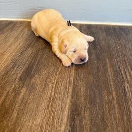 Black collar - Yellow male Labrador Retriever puppy in Wittmann, Arizona from Wranglin Farms