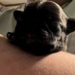 Trixie - Black female Pug puppy in South Carolina from Pugs From the Corner
