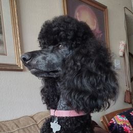 Lexi - Poodle