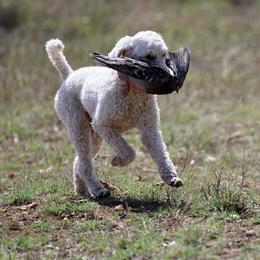 Maggie - Poodle
