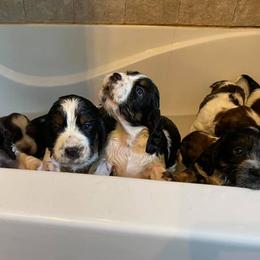 Dachshund and English Springer Spaniel Puppies from Clucking Homestead Springers & Dachshunds