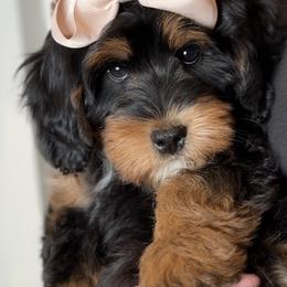Bernedoodle, Cavapoo, and Goldendoodle Puppies from Blackberry Farm Puppies