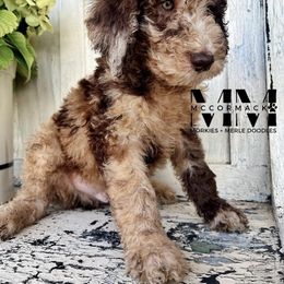 Double Doodle and Morkie Puppies from McCormack Morkies + Merle Doodles