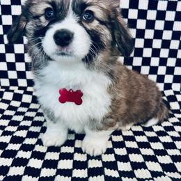 American Corgi and Pembroke Welsh Corgi Puppies from Witch Creek Corgis