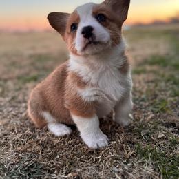 Coco - Red female Pembroke Welsh Corgi puppy in Beggs, Oklahoma from Blue Diamond Corgi’s