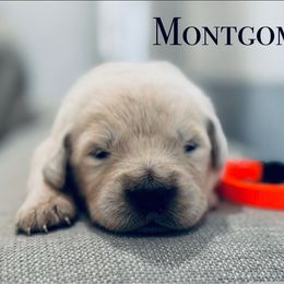 Dulci boy 5 - Light golden male Golden Retriever puppy in Niles, Michigan from Composer Goldens