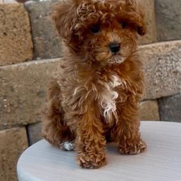 Sandy - Red female Cavapoo puppy in Utah County, Utah from Cascade Springs Doodles