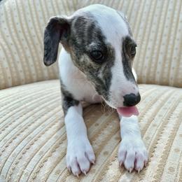 Luisa - White and fawn brindle female Whippet puppy in Kingston, Tennessee from Smithfield Park