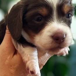 Dachshunds from Ruff Life Dachshunds