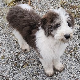 Boy 3 - Brown Double Doodle puppy in Glenville, North Carolina from Breedlove Mtn Doodles