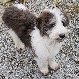Boy 3 - Brown Double Doodle puppy in Glenville, North Carolina from Breedlove Mtn Doodles