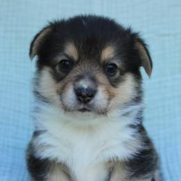 Boy 1 - Black and tan male Pembroke Welsh Corgi puppy in Williams, California from Bear Creek Corgis