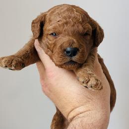 Stanley - Red  male Goldendoodle puppy in Auburn, Indiana from Martin’s Doodles
