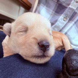 Chandler - Wheaten male Scottish Terrier puppy in Oak Harbor, Washington from Nicole's Scottish Terriers