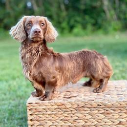 Cooper - Dachshund
