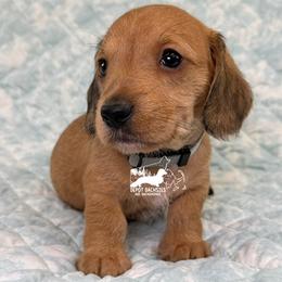 Otto AKC - Red male Dachshund puppy in South Easton, Massachusetts from Depot Dachsies