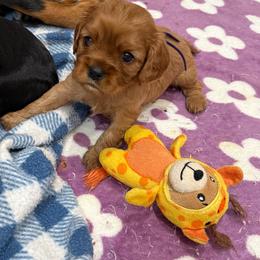 Cora - Ruby female Cavalier King Charles Spaniel puppy in Ocala, Florida from Ray of Sunshine Spaniels LLC