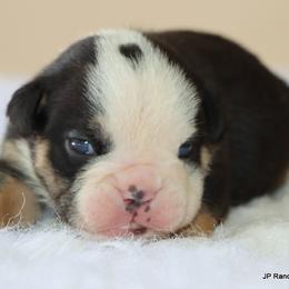 Spike - Black tri-color male Bulldog puppy in Winnsboro, Texas from JP Ranch Bulldogs
