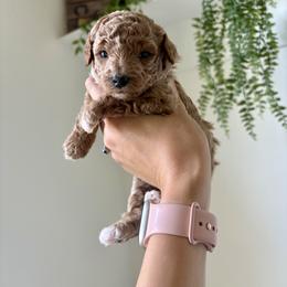 Orso - Red  male Poodle puppy in Pleasant Grove, Utah from Destination Doodles