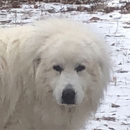 Baloo - Great Pyrenees
