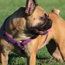 French Bulldogs from Diamond Dreams Kennel