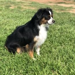 Zoom - Toy Australian Shepherd