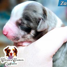Zander - Blue merle male Miniature Australian Shepherd puppy in Punta Gorda, Florida from Christie's Creekside Aussies