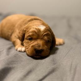 Boy 1 - Red male Cockapoo puppy in Colorado Springs, Colorado from Garrett Doodles