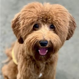 Kevin - Goldendoodle