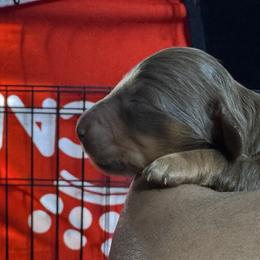 Puppy 1 - Chocolate and tan male Dachshund puppy in Gonzales, Louisiana from Winfield Dachshunds