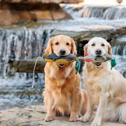 Golden Retrievers from Scout's Legacy Golden Retrievers