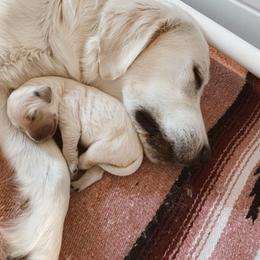 Goldendoodle and Golden Retriever Puppies from Dani’s Dawgs