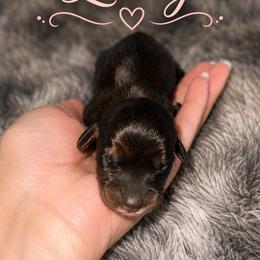 Lady - Red female Dachshund puppy in Madisonville, Tennessee from L&A Dachshunds