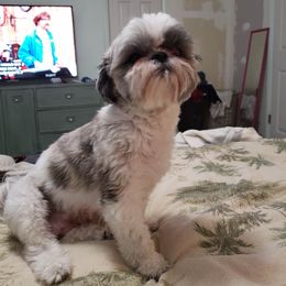 Cozy - Morkie