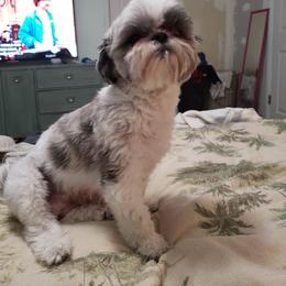 Cozy - Morkie