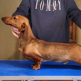 Neo - Red male Dachshund puppy in Mountain Grove, Missouri from Blueprint K9 Dachshunds- www.BlueprintK9.com