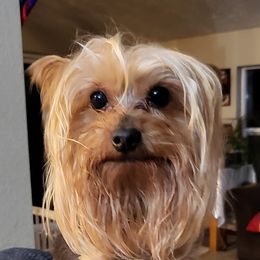 Yorkshire Terriers from Christensen Yorkies