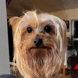Yorkshire Terriers from Christensen Yorkies