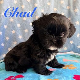 Chad - Black male Shih Tzu puppy in Hemet, California from Aloha Shih Tzu