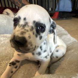 Love bug - White and black female Dalmatian puppy in Fort Cavasos, Texas from Mainstreet Dalmation
