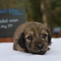 Toto (Orange collar) - Cream male Dachshund puppy in Prospect, Oregon from Spunky Sausage Pups