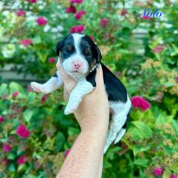 Solo - Tri-color male Cavapoo puppy in Midland, Michigan from Northern Charm Farm